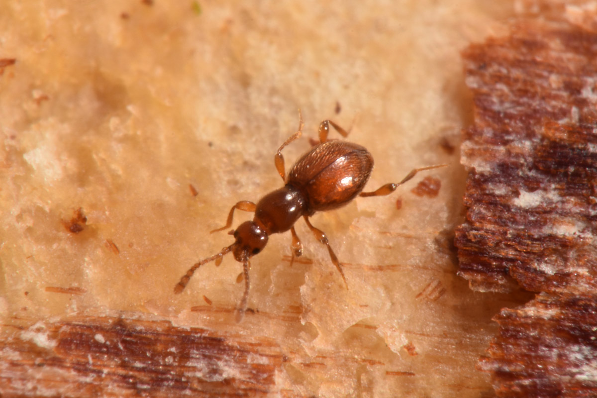 Scydmaenidae: Scydmaenus sp.